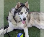 THUNDER - Male Siberian Husky-Unknown Mix Dog for Adoption - Small photo
