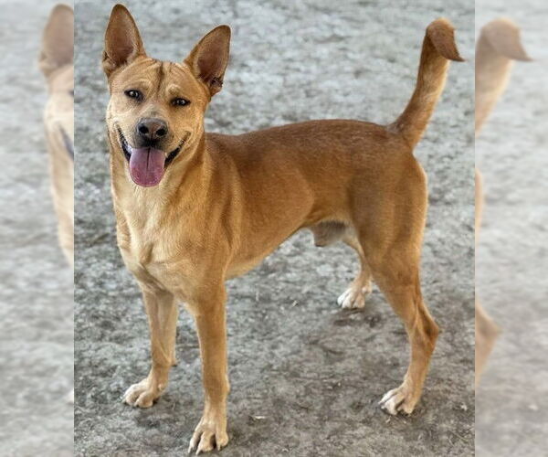 Medium Photo #1 Basenji-Unknown Mix Puppy For Sale in Riverside, CA, USA