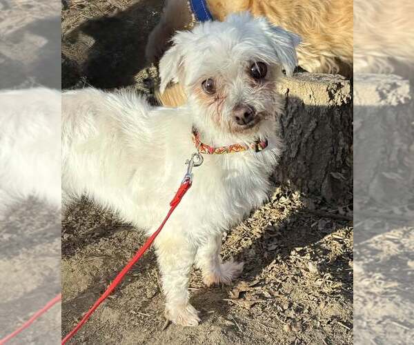 Medium Photo #3 Maltese Puppy For Sale in Lee's Summit, MO, USA