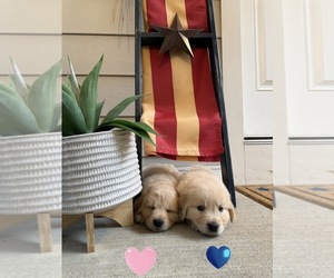 Medium Golden Retriever