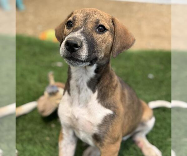 Medium Photo #6 Mutt Puppy For Sale in San Diego, CA, USA