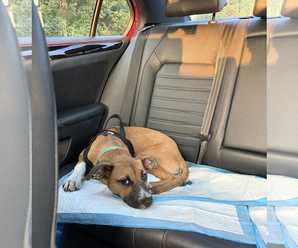 Medium Photo #3 Mutt Puppy For Sale in Uwchlan, PA, USA