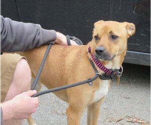 Shelby (SADIE) - Female Mutt Dog for Adoption - Photo #16