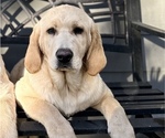 Small Photo #16 Labrador Retriever Puppy For Sale in SEATTLE, WA, USA