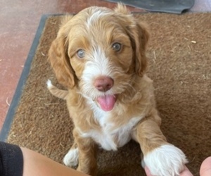 Australian Labradoodle Puppy for sale in SAN ANTONIO, TX, USA