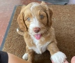 Small Photo #1 Australian Labradoodle Puppy For Sale in SAN ANTONIO, TX, USA