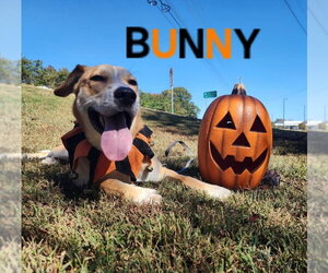 Bunny - Male Labrador Retriever-Unknown Mix Dog for Adoption - Photo #7