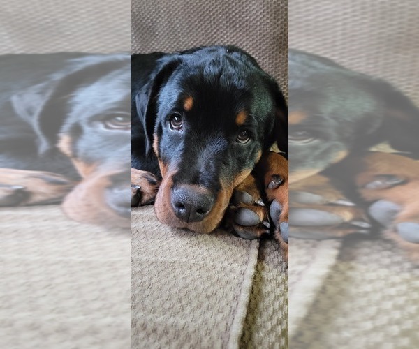 Medium Photo #1 Rottweiler Puppy For Sale in GENEVA, NY, USA