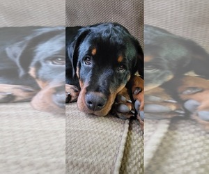 Rottweiler Puppy for sale in GENEVA, NY, USA