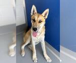 Small #1 German Shepherd Dog Mix