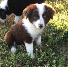 Miniature American Shepherd Puppy for sale in FORT MORGAN, CO, USA