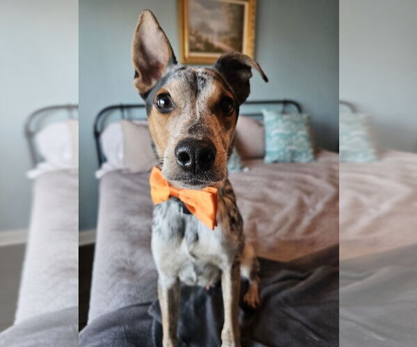 Medium Photo #6 Mutt Puppy For Sale in Garden City, NY, USA