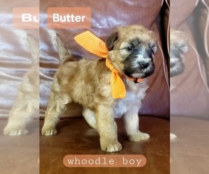 Whoodle Puppy for Sale in GOLDEN CITY, Missouri USA