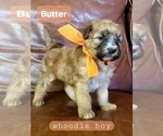 Small Whoodle