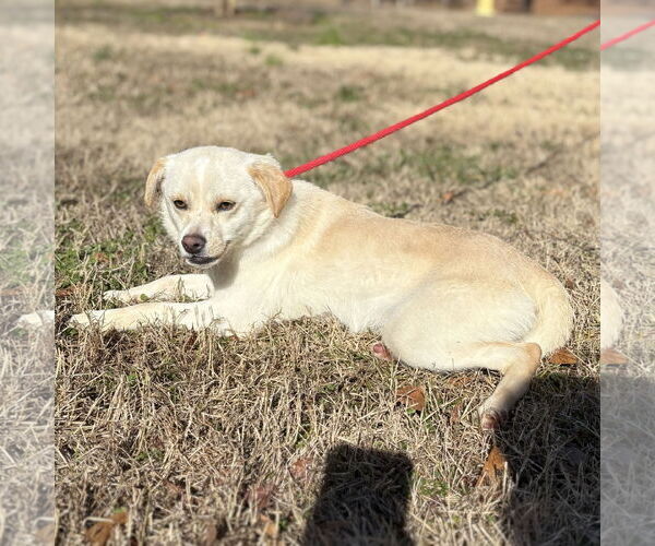 Medium Photo #2 Chihuahua-Unknown Mix Puppy For Sale in Yardley, PA, USA
