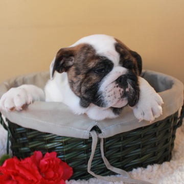 Medium Photo #1 English Bulldog Puppy For Sale in GAP, PA, USA