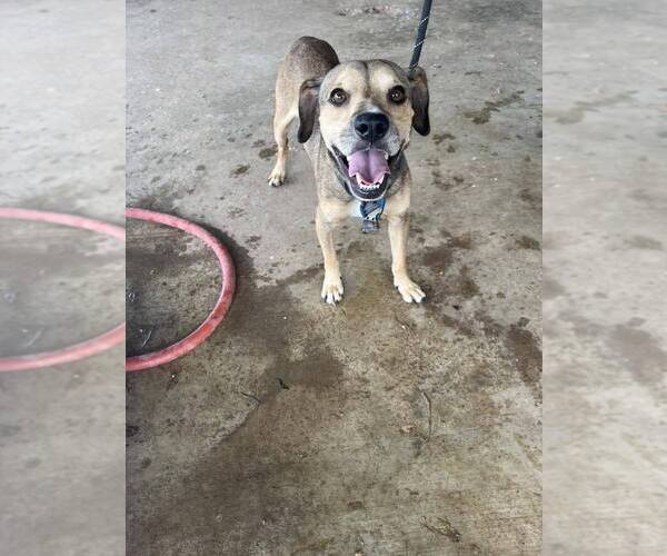 Medium Photo #6 Mutt Puppy For Sale in Abbeville, LA, USA