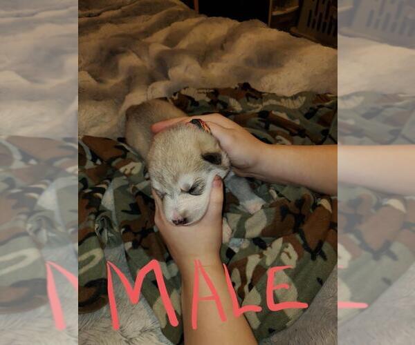 Medium Photo #9 Siberian Husky Puppy For Sale in SALEM, OR, USA