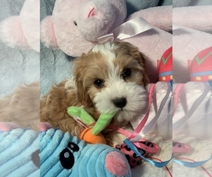 Cavapoo Puppy for sale in SYLMAR, CA, USA