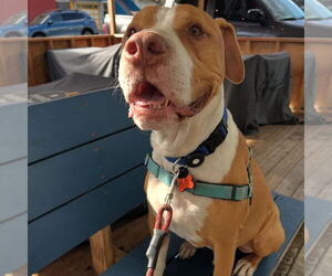Riley - Male Mutt Dog for Adoption - Photo #6