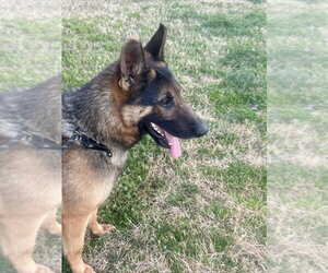 German Shepherd Dog Dogs for adoption in Glen Allen, VA, USA