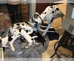 Small Photo #16 Great Dane Puppy For Sale in ANAHEIM, CA, USA