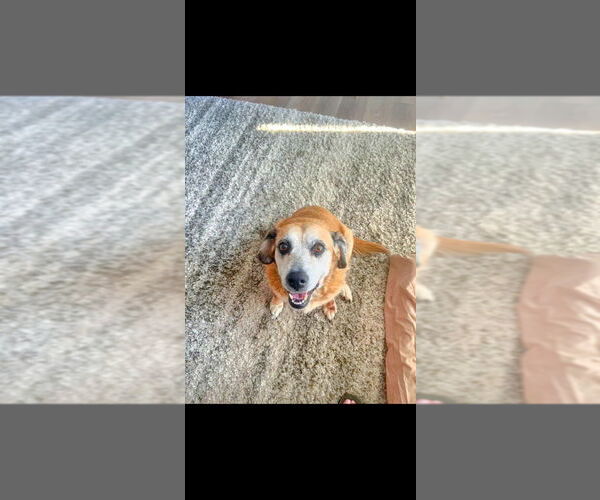 Medium Photo #2 Beagle-Unknown Mix Puppy For Sale in Aurora, IN, USA