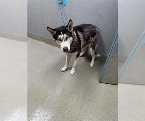 Huskies -Unknown Mix Dogs for adoption in Las Vegas, NV, USA