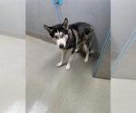 Small Huskies  Mix