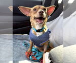 Small #18 Chihuahua