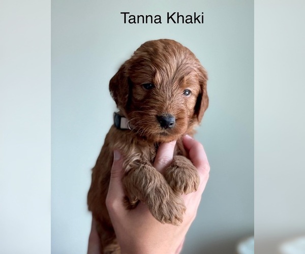Medium Photo #16 Goldendoodle Puppy For Sale in KISSIMMEE, FL, USA