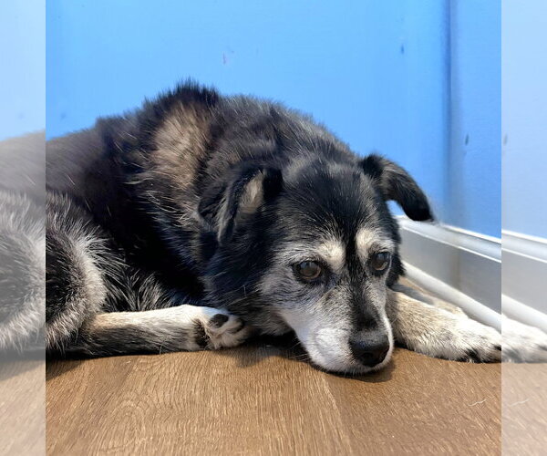 Medium Photo #4 Border Collie-Unknown Mix Puppy For Sale in Newfoundland, PA, USA