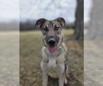Small #4 Mutt