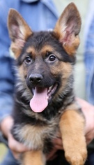 German Shepherd Dog Puppy for sale in SEATTLE, WA, USA