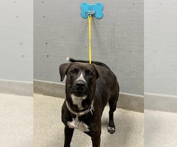 Medium Photo #1 Labrador Retriever-Unknown Mix Puppy For Sale in Las Vegas, NV, USA