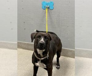 Labrador Retriever-Unknown Mix Dogs for adoption in Las Vegas, NV, USA