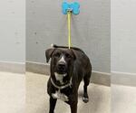 Small Labrador Retriever Mix