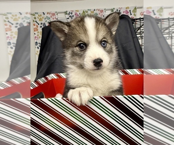 Medium Photo #2 Pomsky-Shiba Inu Mix Puppy For Sale in NASHUA, NH, USA