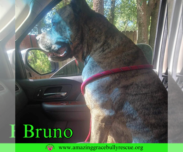 Medium Photo #12 Staffordshire Bull Terrier-Unknown Mix Puppy For Sale in Pensacola, FL, USA