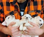 Small Bichon Frise