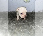 Puppy Puppy 10 French Bulldog