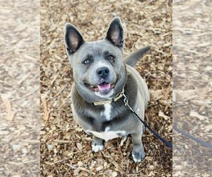 American Pit Bull Terrier-Huskies  Mix Dogs for adoption in Clarkesville, GA, USA