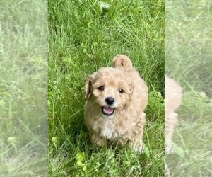 Bichpoo Puppy for Sale in STAFFORD SPRINGS, Connecticut USA