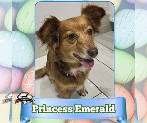 Chiweenie Dogs for adoption in San Antonio, TX, USA