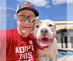 Small #7 American Staffordshire Terrier Mix