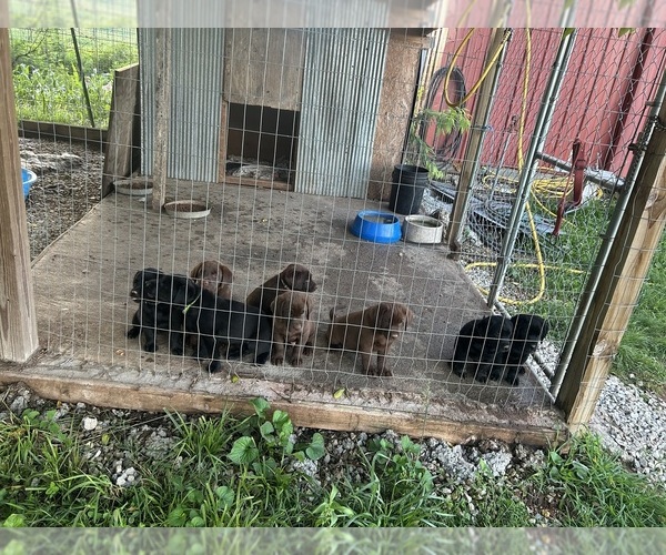 Medium Photo #5 Labrador Retriever Puppy For Sale in GOODSON, MO, USA
