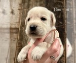 Puppy Hemi Labrador Retriever