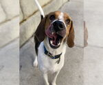 Small #2 Treeing Walker Coonhound Mix