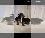 Small #5 Yorkshire Terrier