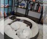 Small Photo #6 Great Pyrenees-Unknown Mix Puppy For Sale in Fargo, ND, USA